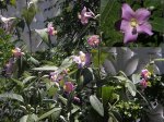 Planta desconocida 01.jpg