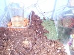 terrari (2).jpg