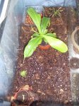 terrari (3).jpg