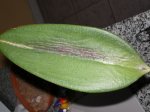 IMGP0268_redimensionar.JPG