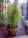 planta 1.jpg