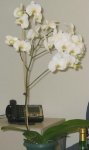 orquidea.JPG