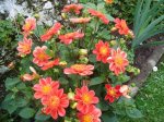 Dalias ayer 8-8.jpg
