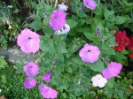 Petunias planta.jpg