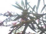 DSC06015.JPG