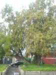 DSC06009.jpg