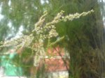 DSC06012.jpg