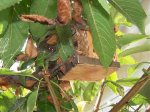 casita araña.jpg
