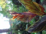 canna2.jpg