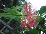 scadoxus2.jpg