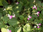 impatiens.jpg