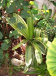 clivia2.jpg
