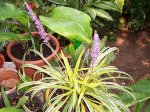 liriope.jpg