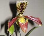 paphiopedilum insigne 01.jpg