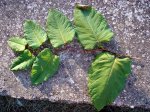 Planta1.jpg