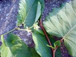 Planta3.jpg