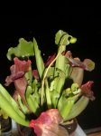 DSCF5987.jpg