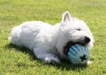archie_west_highland_terrier_07.jpg