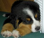 clyde_bernese_03.jpg