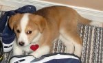 lola_mixed_breed_03.jpg