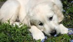 millie_golden_retriever_05.jpg