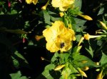 DSCF2612a.JPG