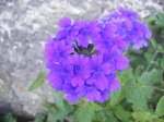 DSCF2641a.JPG