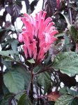 DSCF2645a.JPG