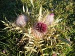 DSCF2679a.JPG