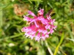 DSCF2694a.JPG