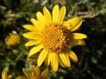 DSCF2699a.JPG
