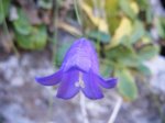 DSCF2726a.JPG