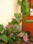 DSC02075.jpg