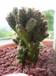 Cactus.JPG
