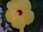 plantas 027.jpg