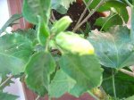 plantas 022.jpg