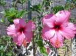 plantas 003.jpg