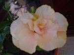 plantas 007.jpg