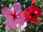 plantas 006.jpg