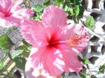 plantas 009.jpg