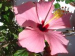 plantas 021.jpg
