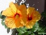 plantas 017.jpg