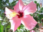 plantas 020.jpg