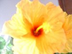 plantas 023.jpg