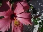 plantas 026.jpg