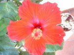 plantas 016.jpg