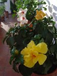plantas 042.jpg