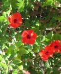 plantas 011.jpg