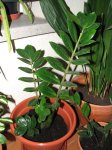 plantas 004.jpg