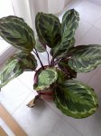 planta eli 1.jpg